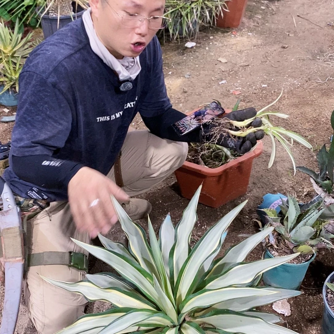 鹦鹉嘴白中斑侧芽