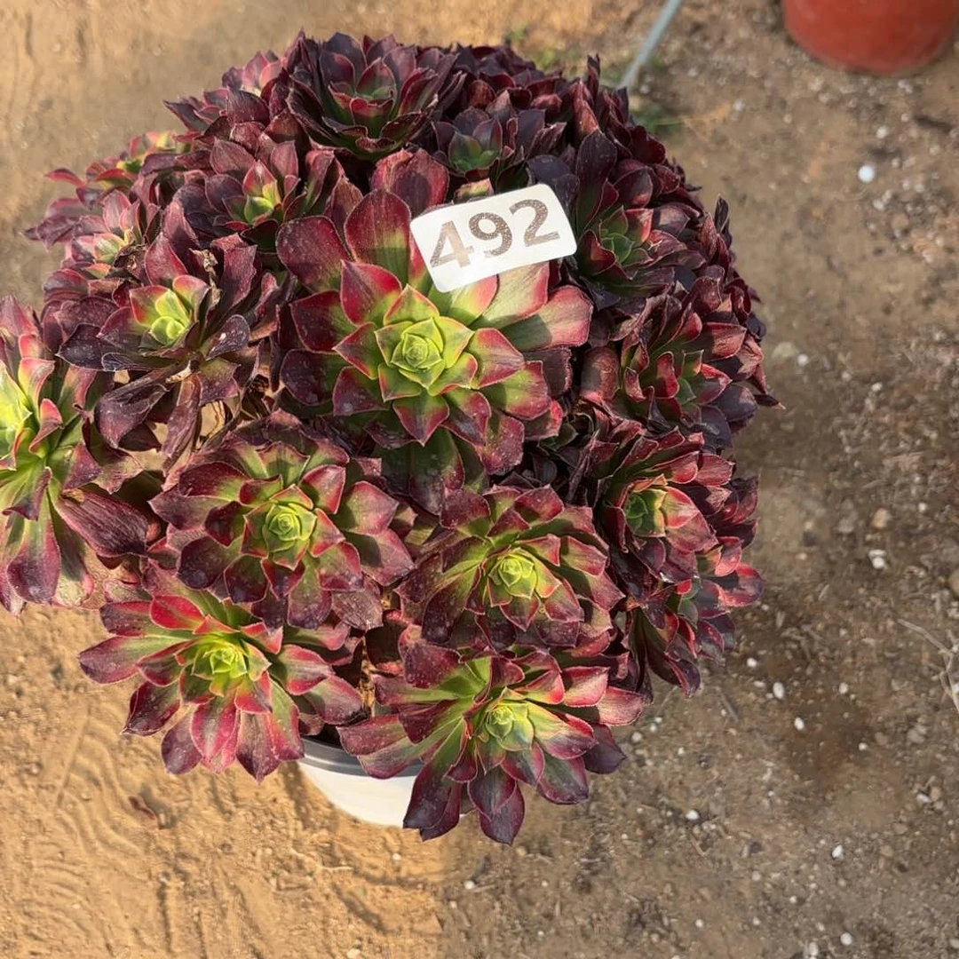 492安娜多肉不包损