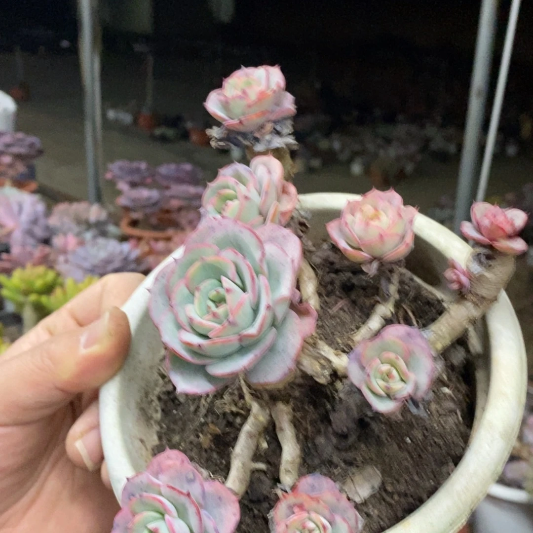 奶油黄桃多头群生老桩