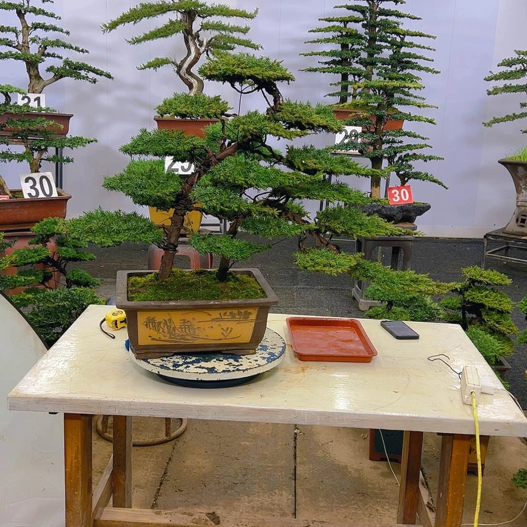 松柏松柏盆景一物一拍