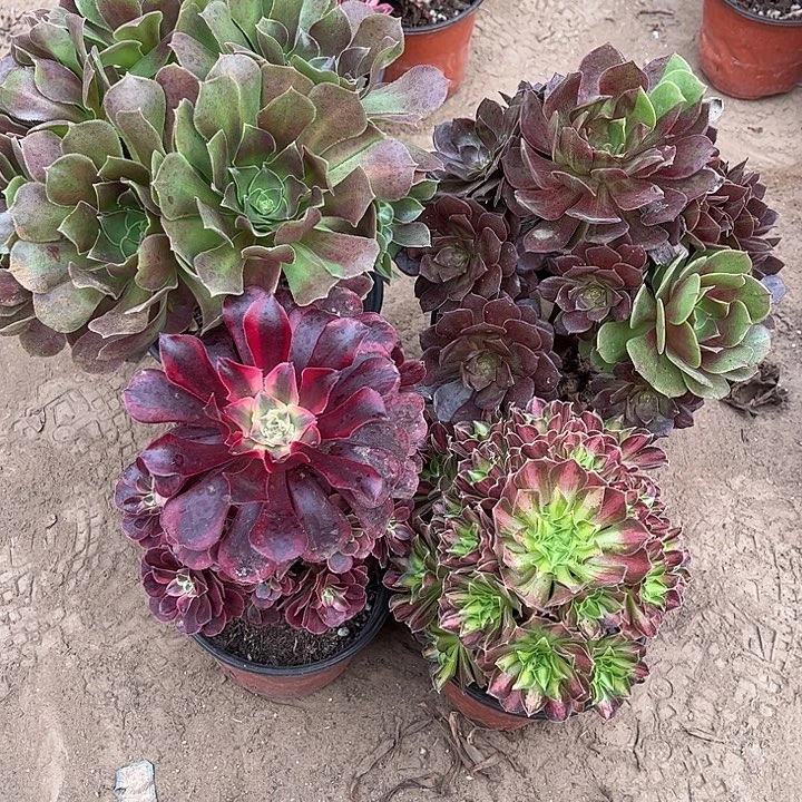 226多肉植物组合，