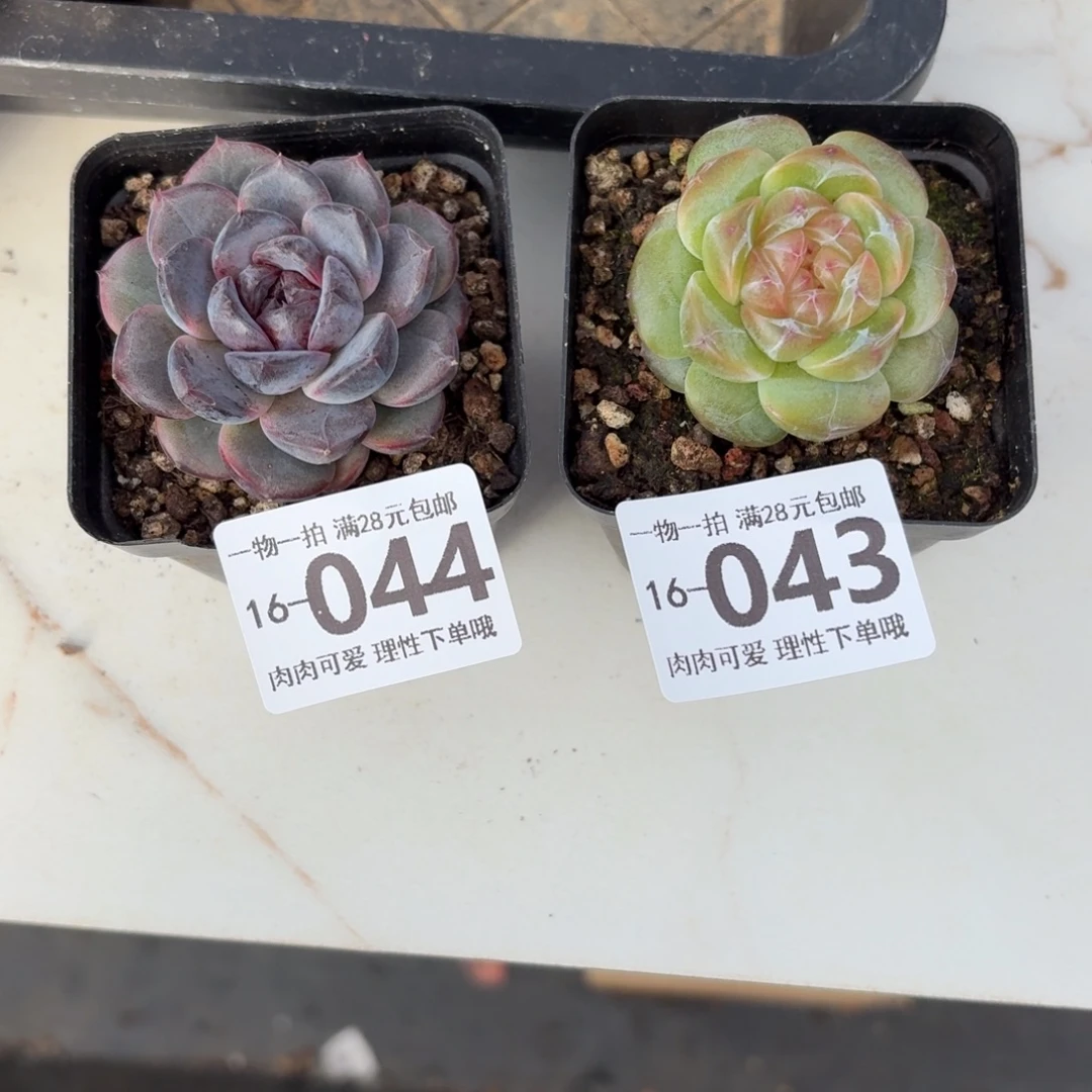 W****黑冰无盆土发货无盆