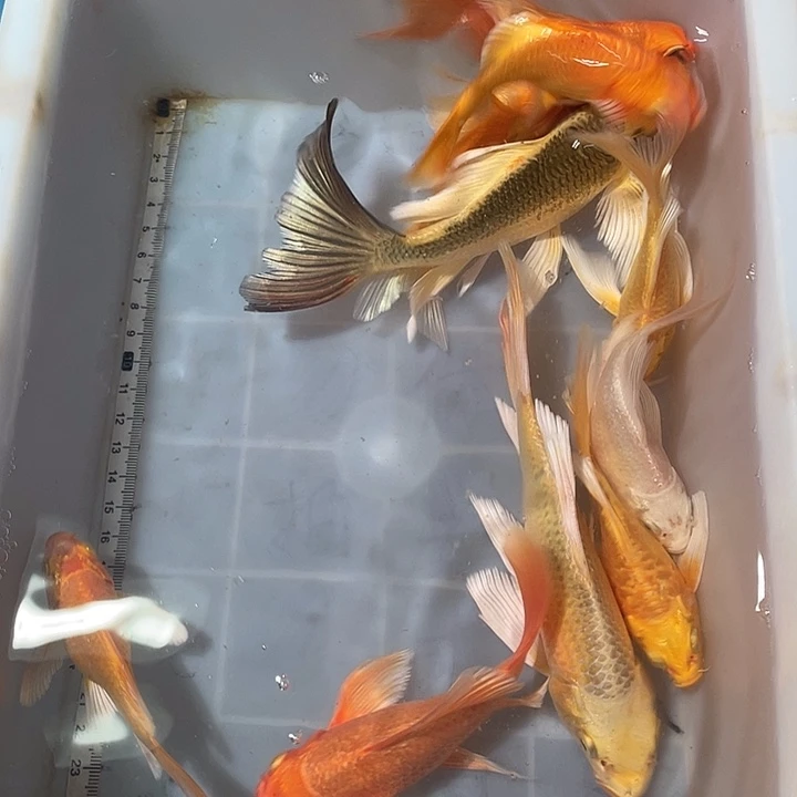 蝴蝶鲤鱼渔场直发09