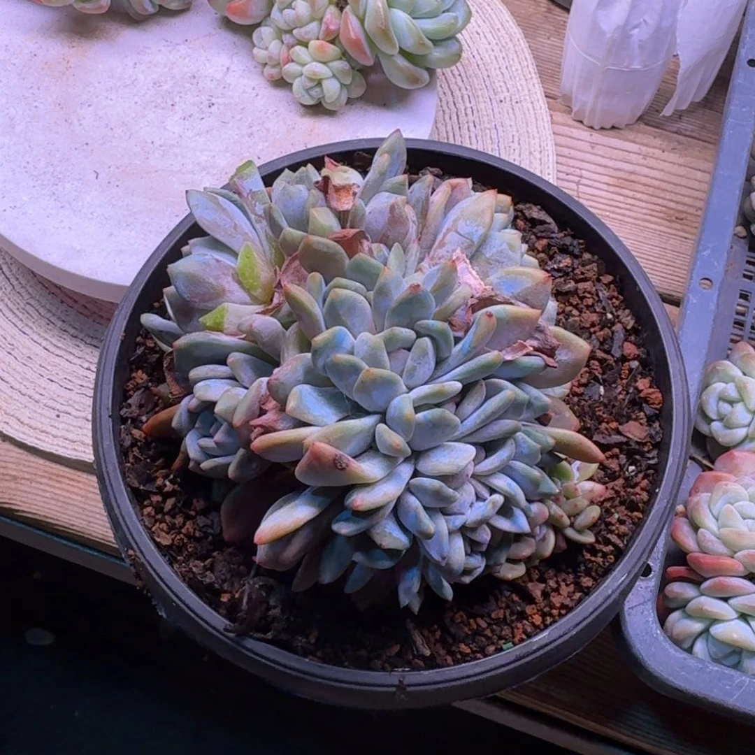 煊**学星影多多缀多头68