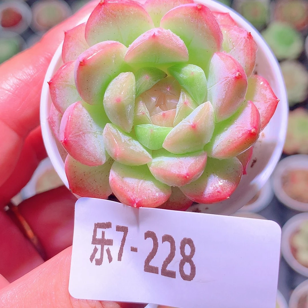 乐然7-228 新品单头