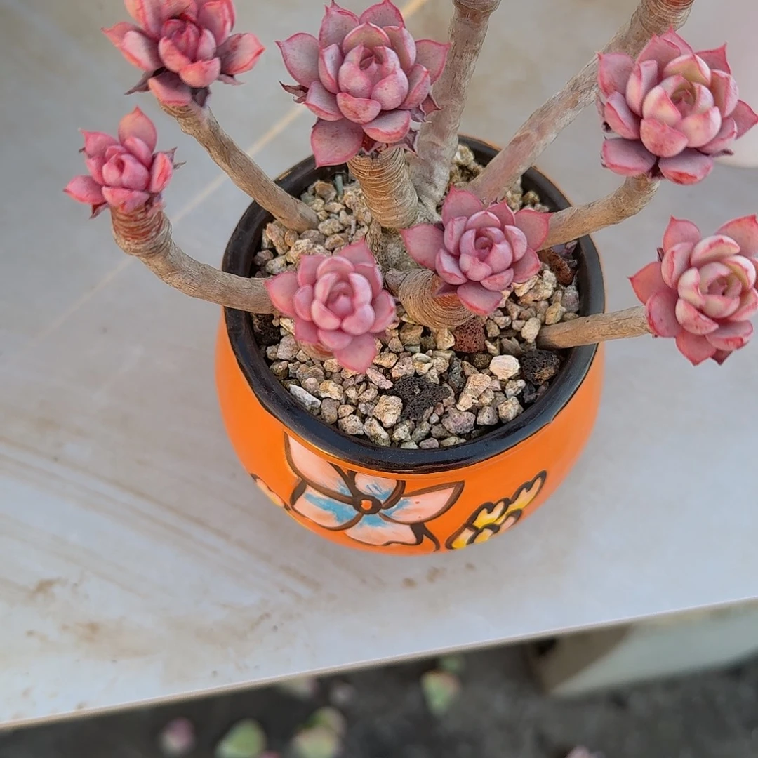 s***y赫拉多肉植物一颗