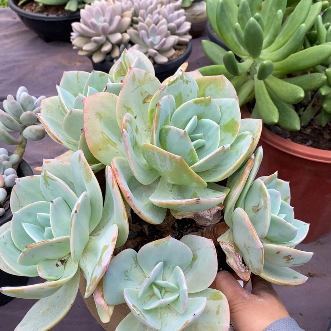 夏悦多肉0710-106白凤