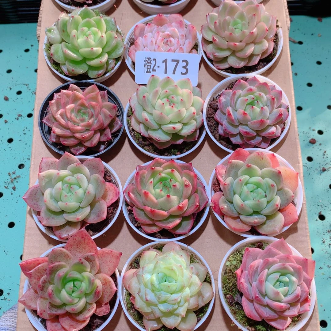 2-173一物一拍多肉带盆18颗