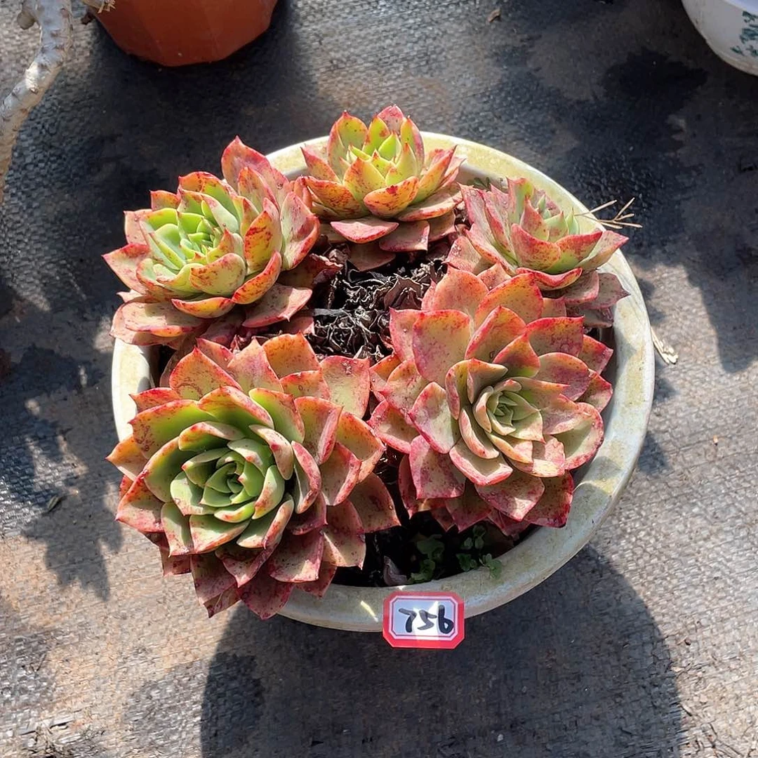 756贝拉一物一拍多肉