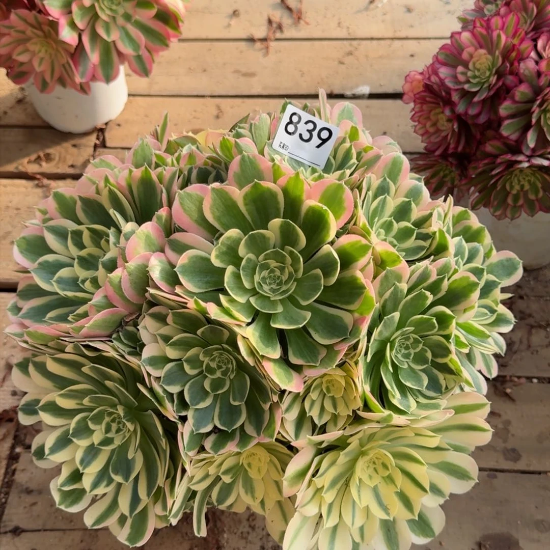 【闪购商品】839多肉