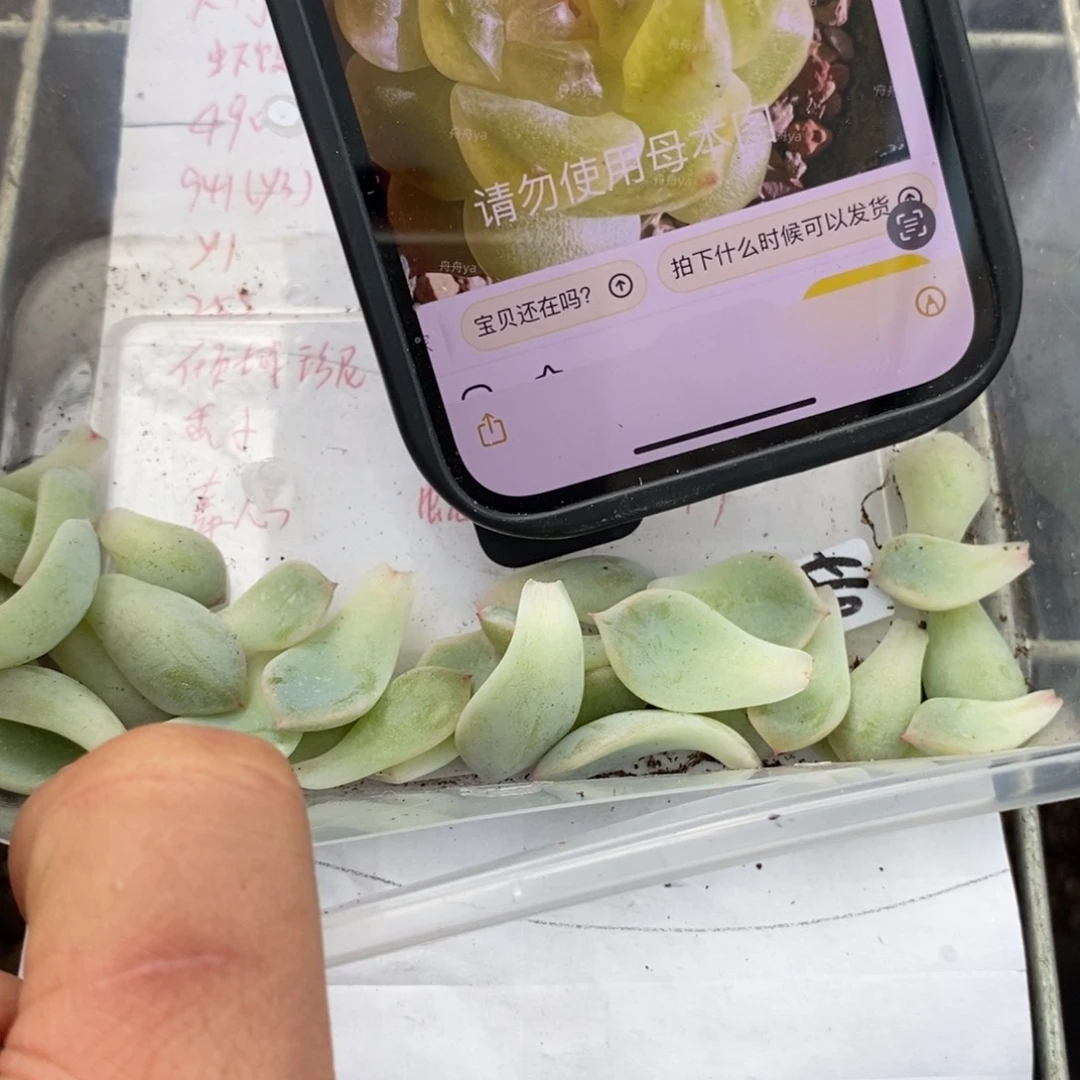 甜心t10纯叶片一片