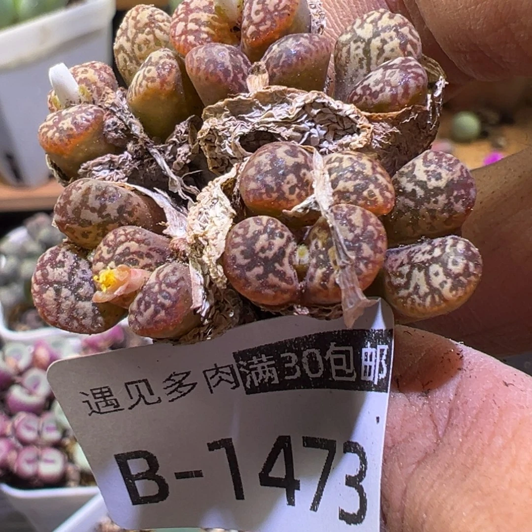 多肉植物111111111111