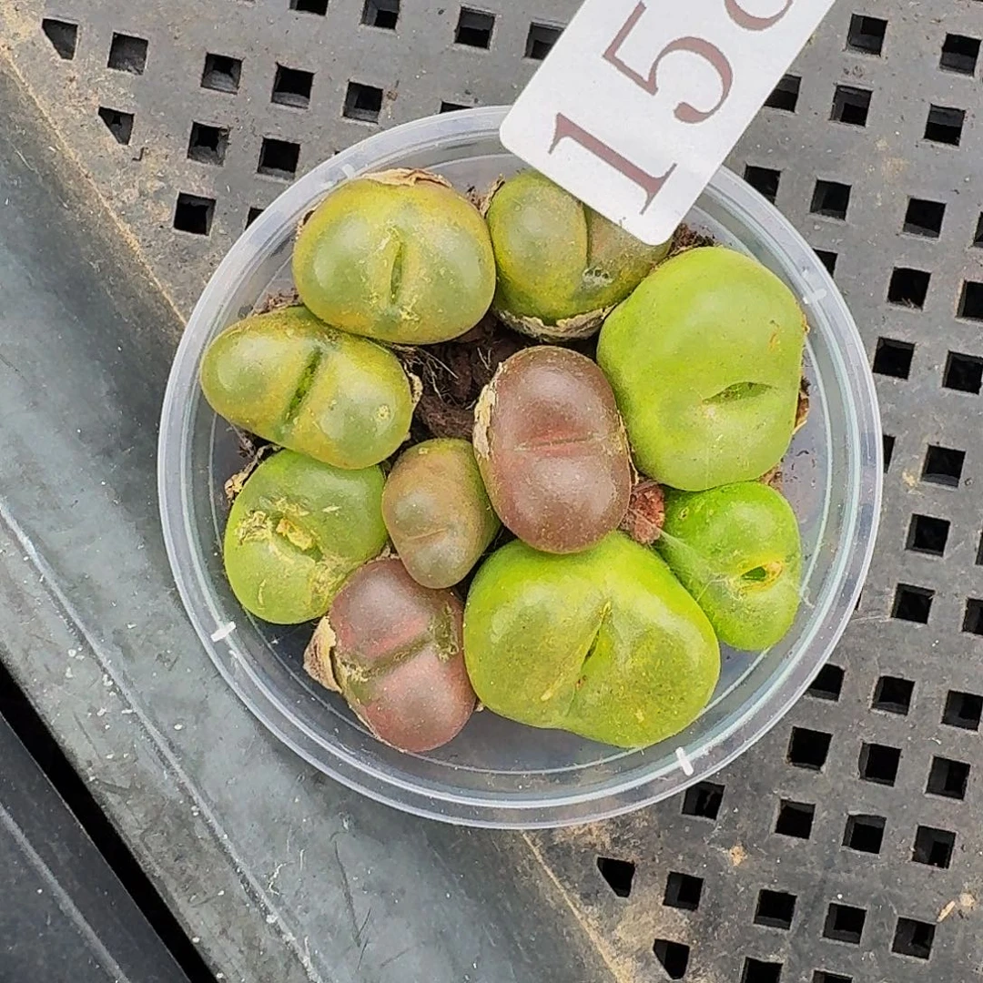 多肉植物多肉植物158