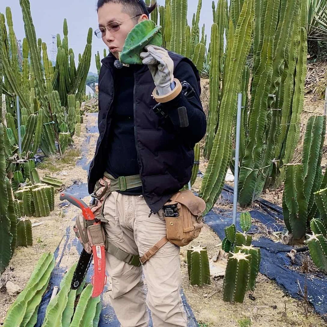 秘鲁苹果侧枝15公分以上量拍
