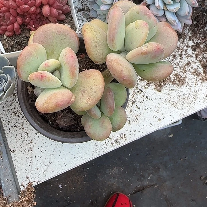 青蛙王子儿童牙膏套装11