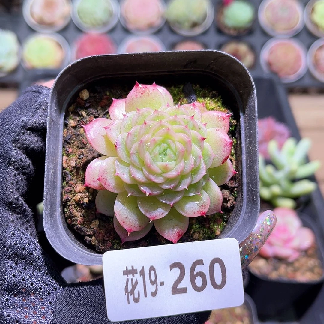 花利美19-260麦秆