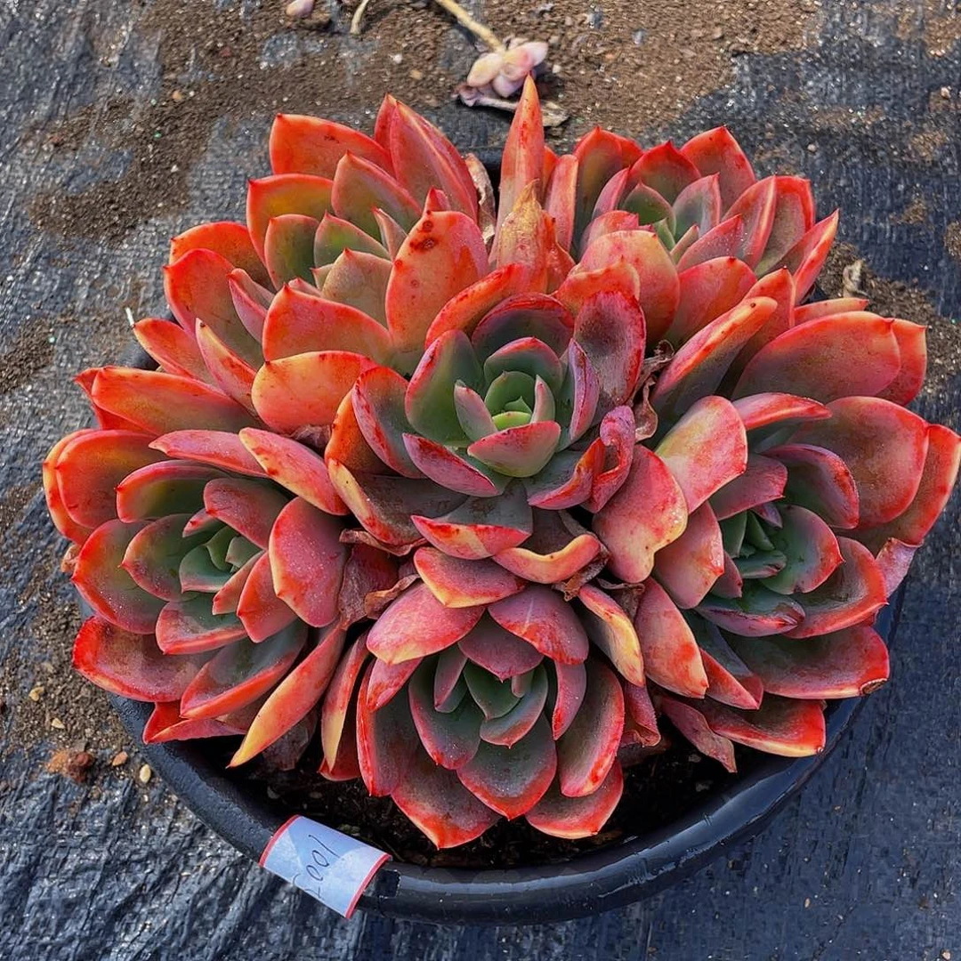 绮啰仙子多肉植物1005