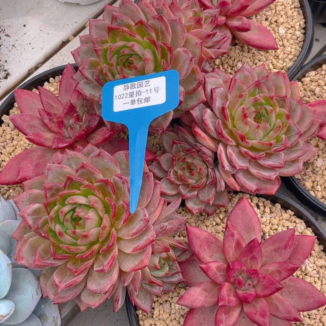 浅***暖1022-11-夜魔侠飘支一颗