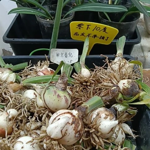 无花朵丽朵香妃4-5发二个