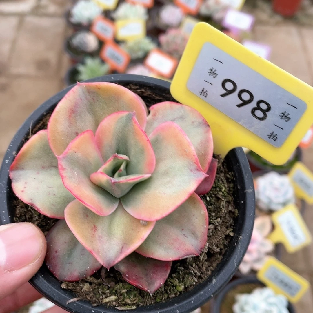 【闪购商品】998号