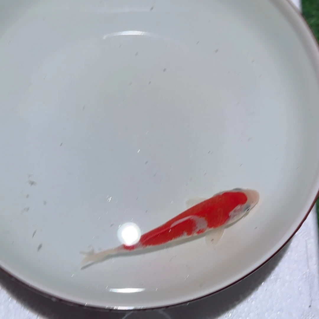 锦鲤锦鲤 观赏鱼 锦鲤