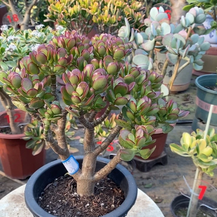 姬红花月一物一拍