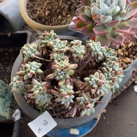 ?谢谢姐姐～一物一拍