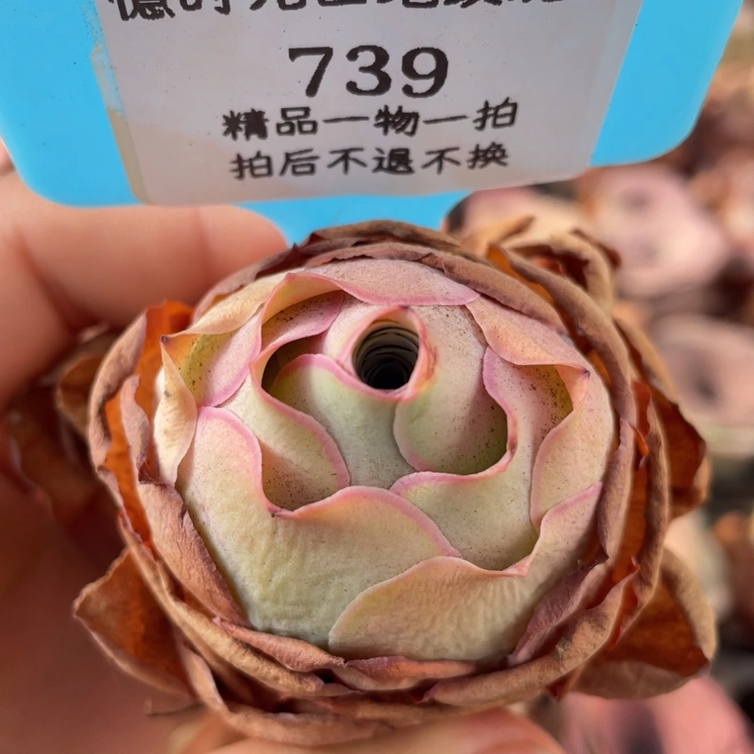 山地玫瑰739裸根发货不售后