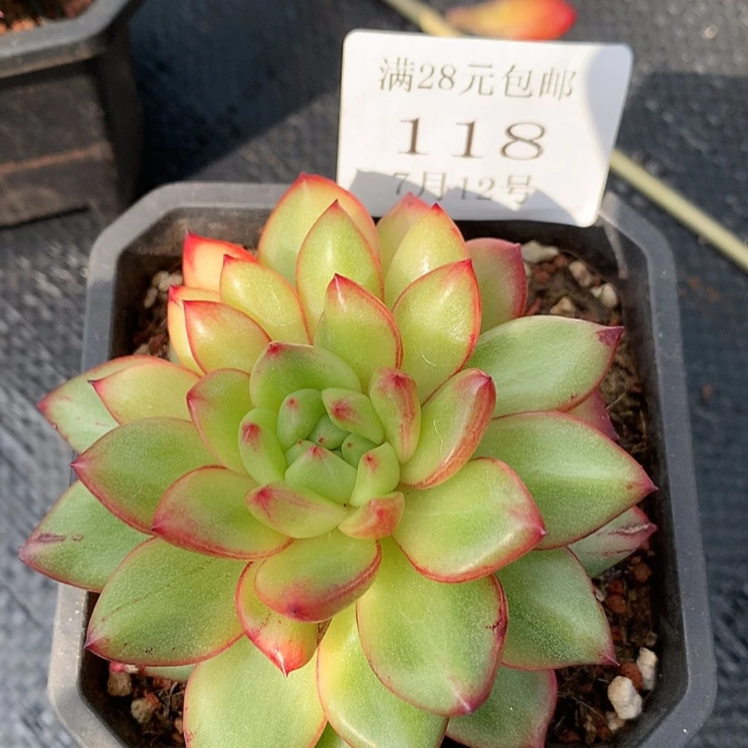 【闪购商品】云118号