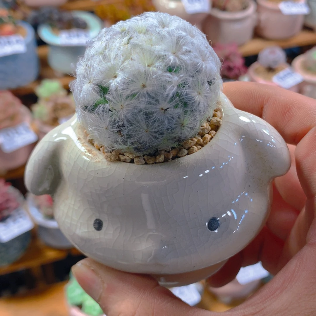 精控多肉植物小狗盆白星