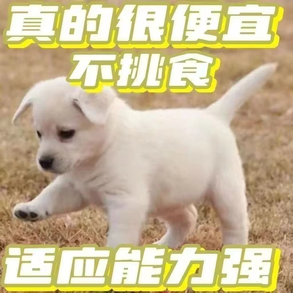 土狗活体中华田园犬小狗活体农村看家护院犬黄白黑花狗活物体幼崽