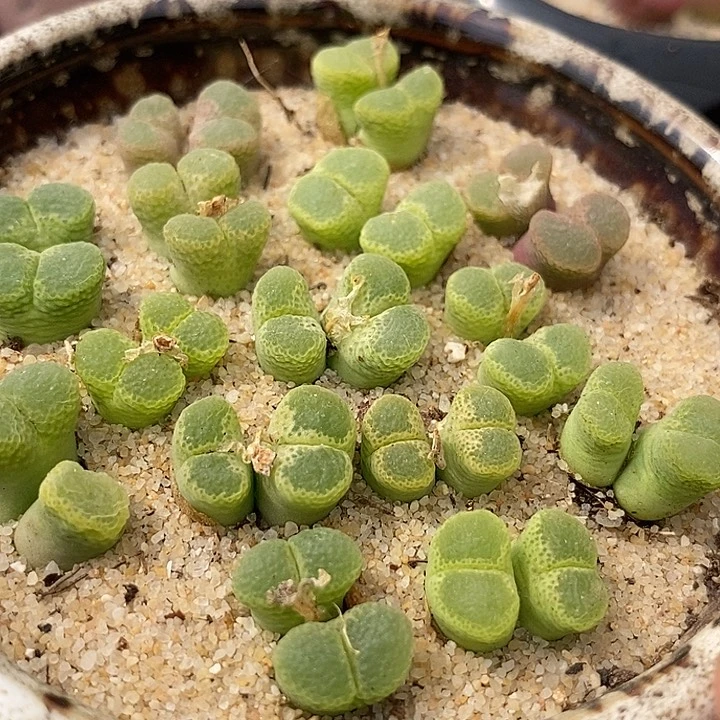 双头绿眼睛风铃一颗