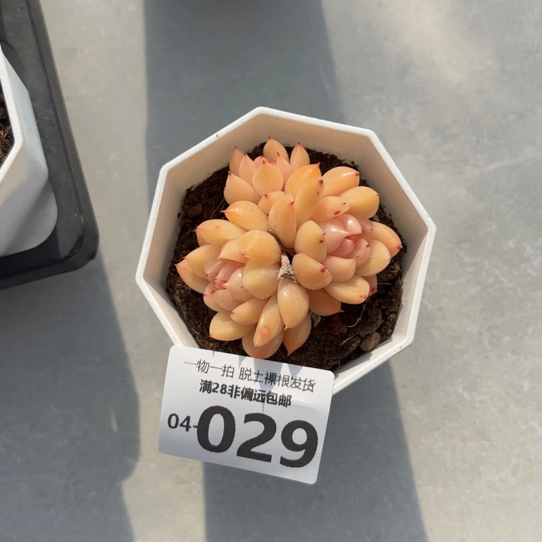 晴空珍妮多肉多肉多肉