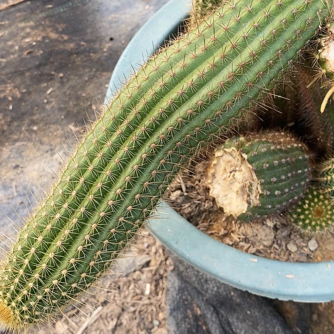 满地爬。现砍侧芽。高度15-20公分