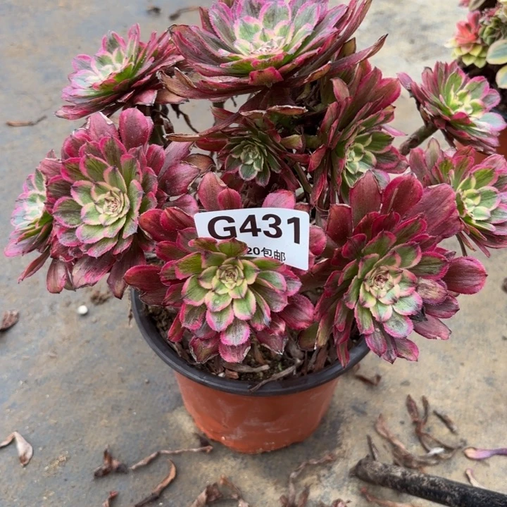 瑞妈，，。。。。。431凌波仙子，