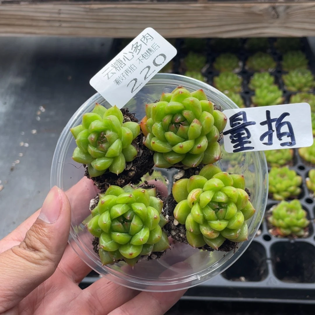 云糖心多肉植物220