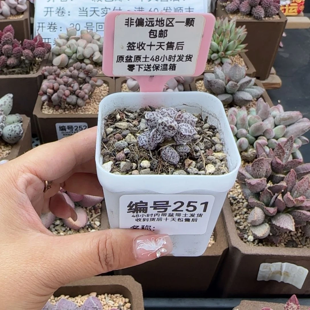 251，达摩海报多肉植物