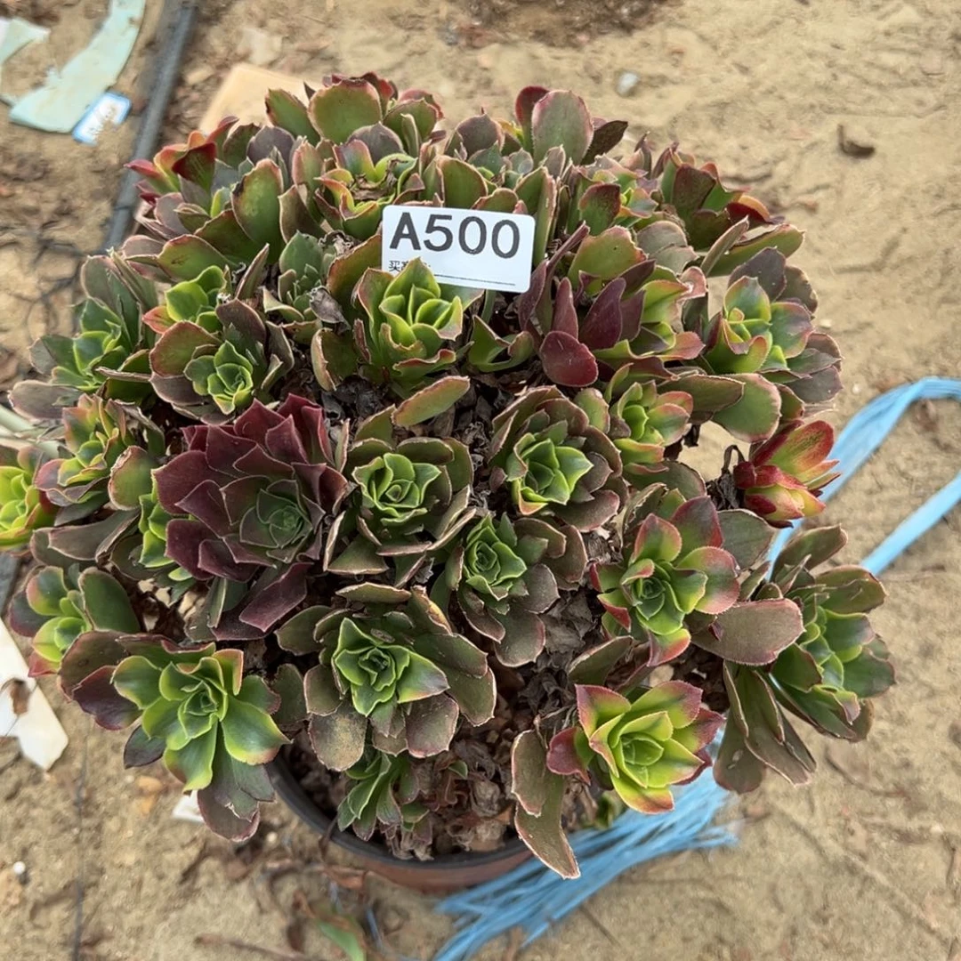 500特斯拉多肉植物法师多肉
