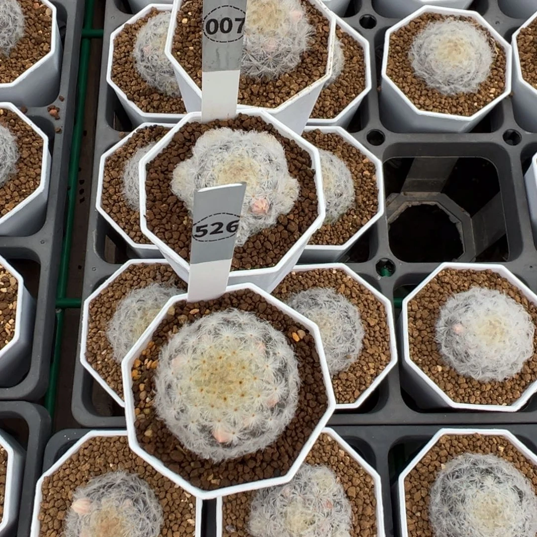 维***贝007+526+500实生根三棵白星多肉植物带盆土