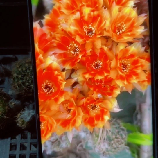 下38丽花木三歪无根侧芽2一3公分左右20包邮