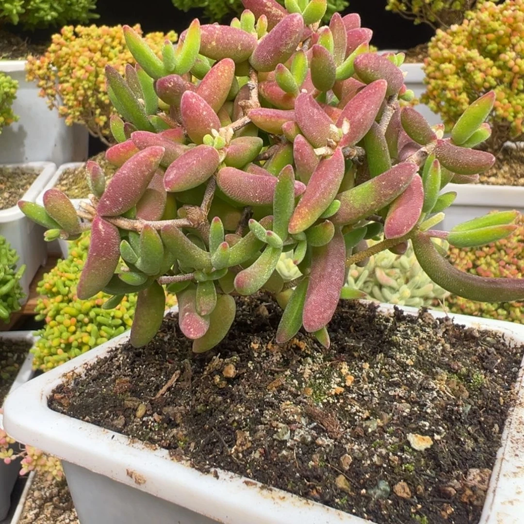 D7688香蕉一物一拍