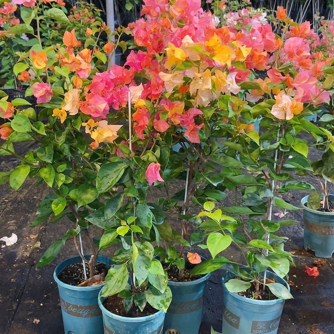 当前无花栽培后可以开花阿达娜带竹一颗