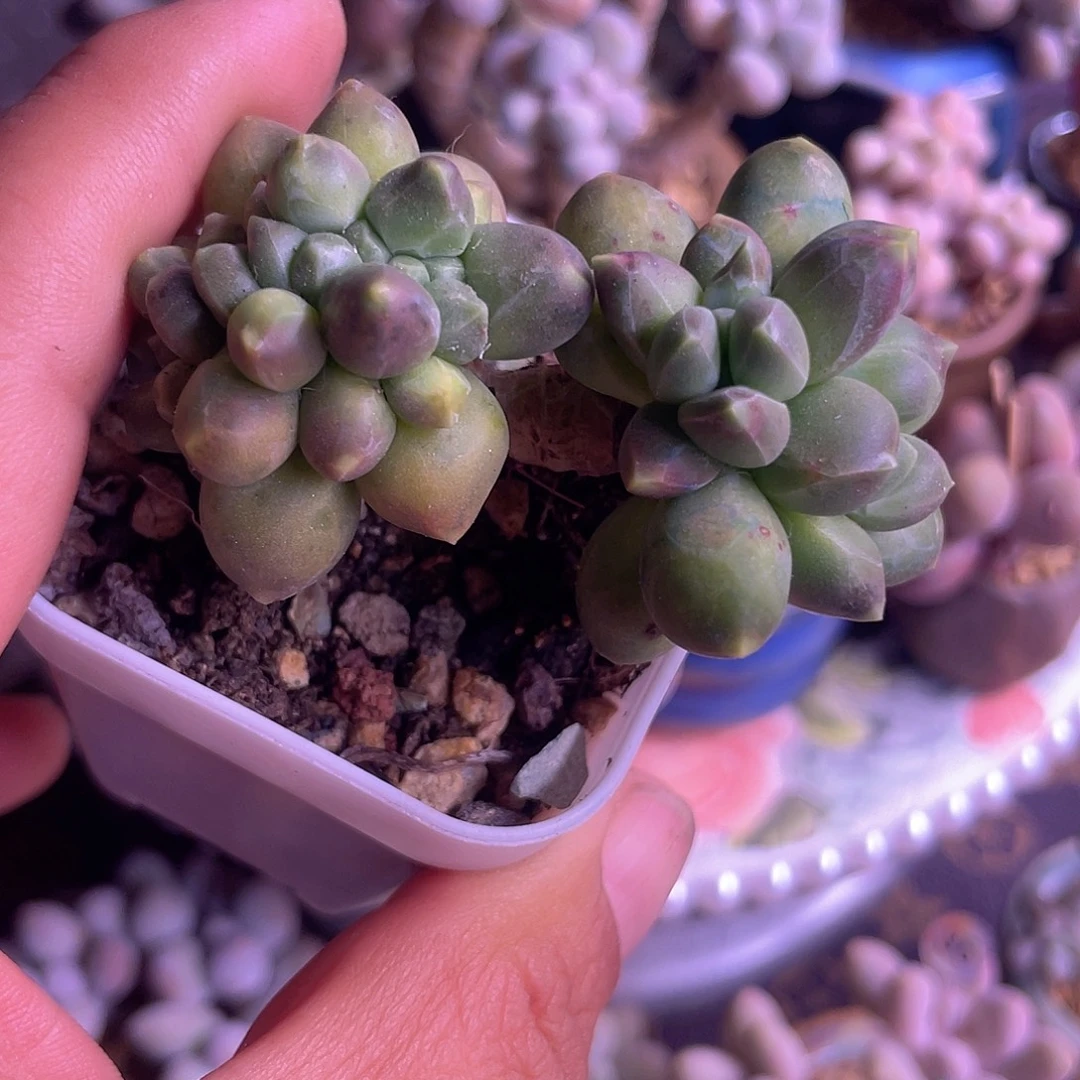 千代缀化 脱土发货 5口盆
