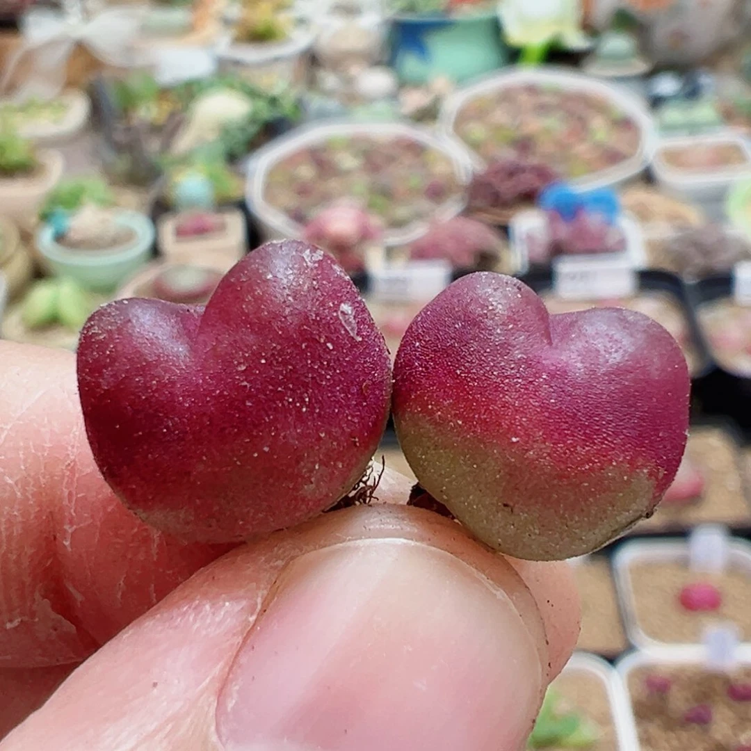 103爱心厚皮吕2个脱土