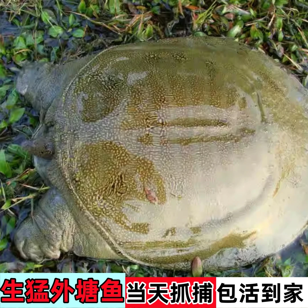 6只外塘大甲鱼 共6-7斤生猛外塘甲鱼中华鳖青背水鱼包活到家