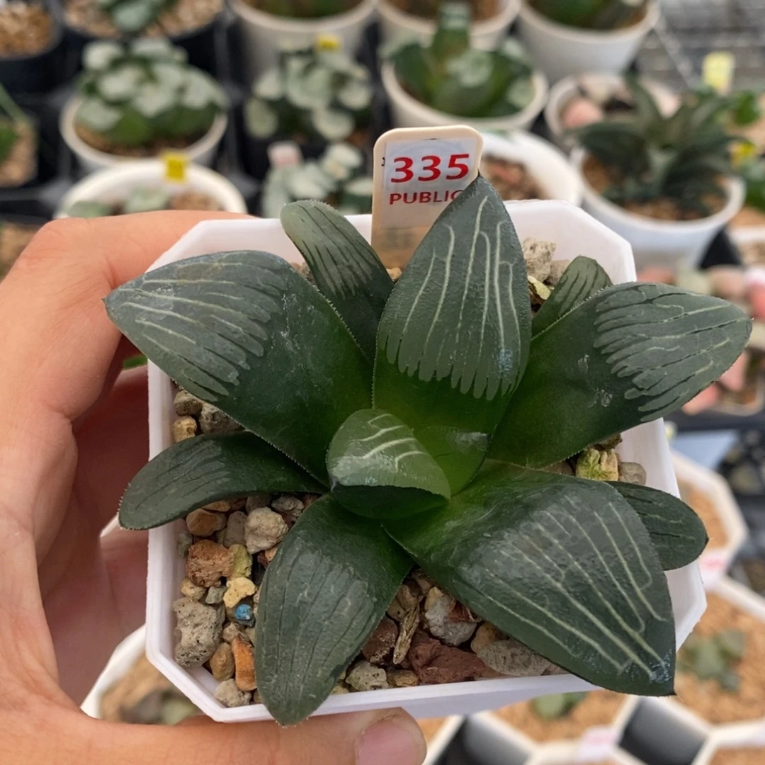 335号云间克多肉植物的