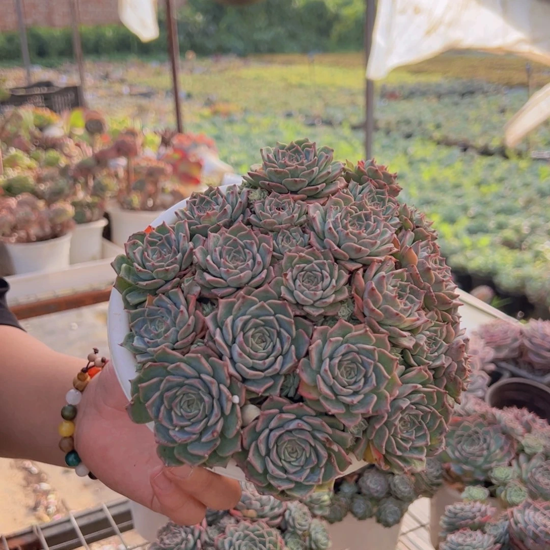 原始海滨格瑞带盆土，160杯