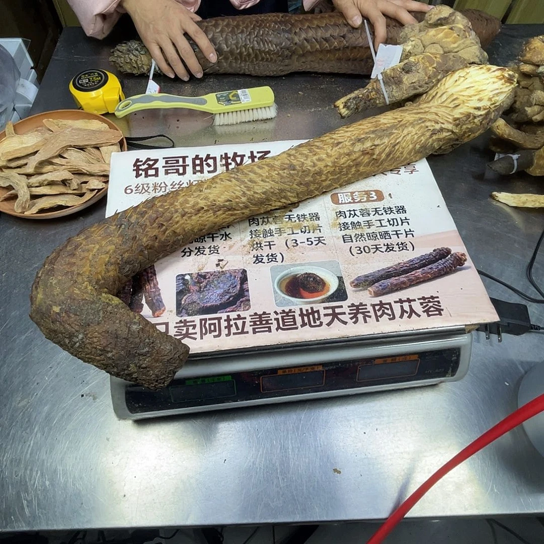中国大陆阿拉善沙漠整根1185克