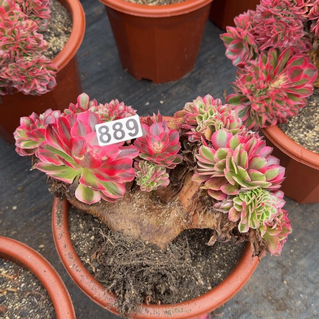 889多肉植物倾城缀