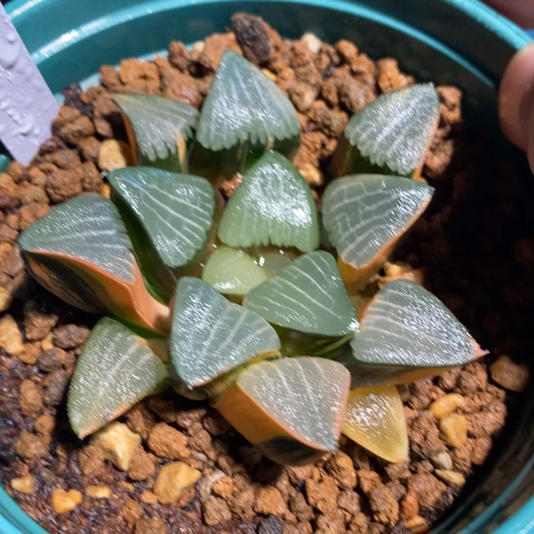一颗实生大克锦